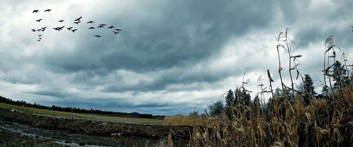 Waterfowl flying over marshland