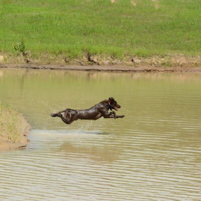 Dog jumping over water