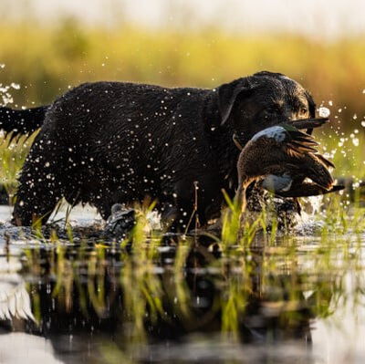 hunting dog carrying a dead bird in its mouth while walking in the water next to a hunter