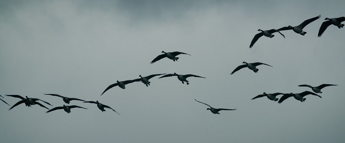 Geese flying in the sky