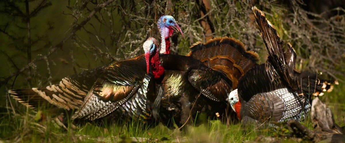 turkeys and decoys walking in front of some brush