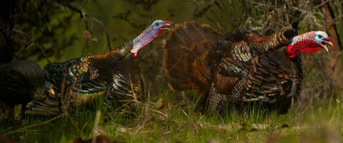 turkeys and decoys walking in front of some brush