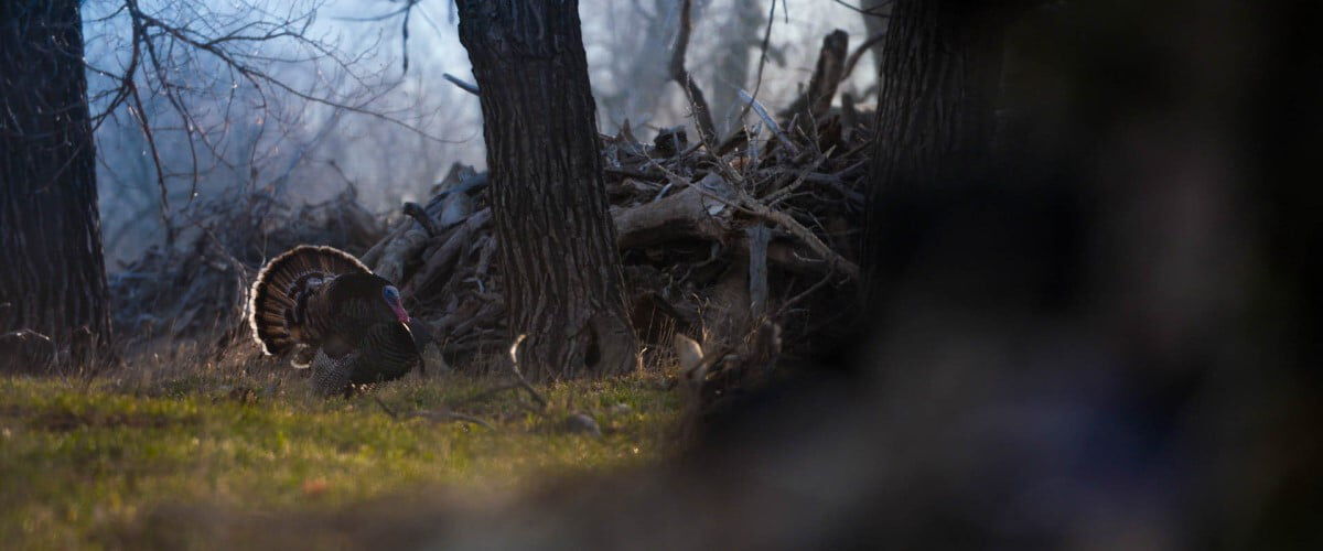 tom turkey walking next to trees