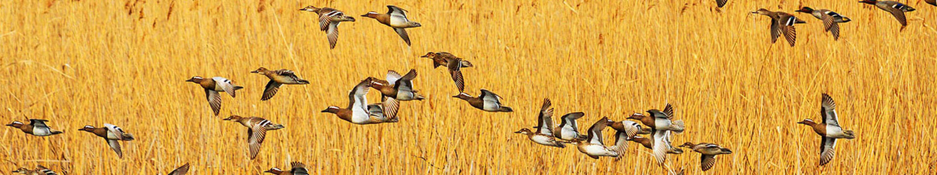 Waterfowl Flying