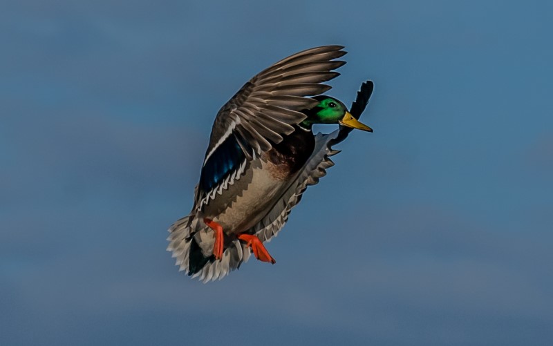 mallard flying in the sku