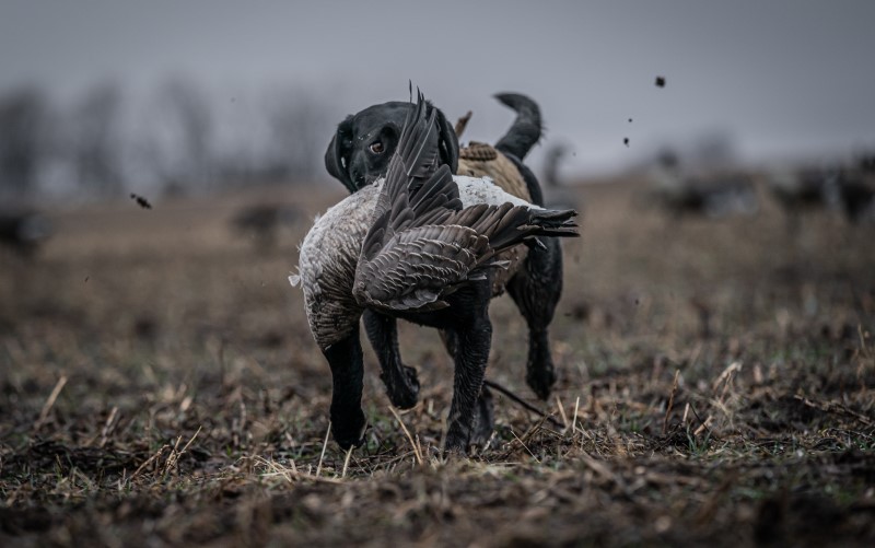 black lab carrying a goose