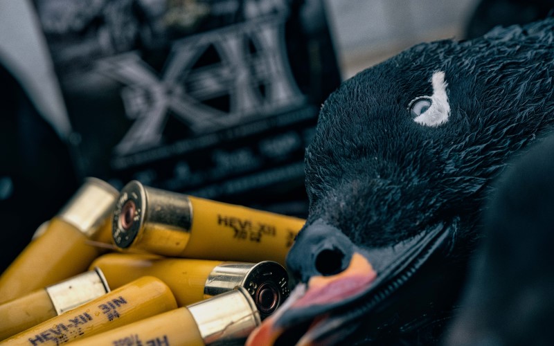 HEVI-XII shotshells laying out next to a dead goose