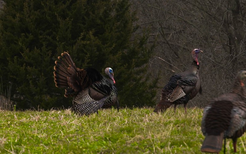 Turkeys and Turkey decoys in a field